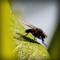 /album/chiecefisa/photolia-a04-jpg/
