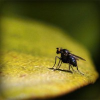 /album/chiecefisa/photolia-a07-jpg/