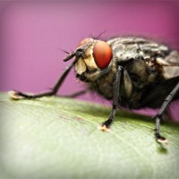 /album/chiecefisa/photolia-a08-jpg/